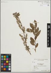 Foto von Salix humilis Marshall